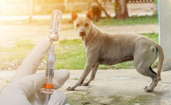 חשש מהתפרצות כלבת בשומרון: 27 אנשים הופנו לקבלת טיפול