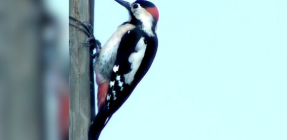 מי מצפצף בחצר? הציבור מוזמן לספירת הציפורים הגדולה 2026