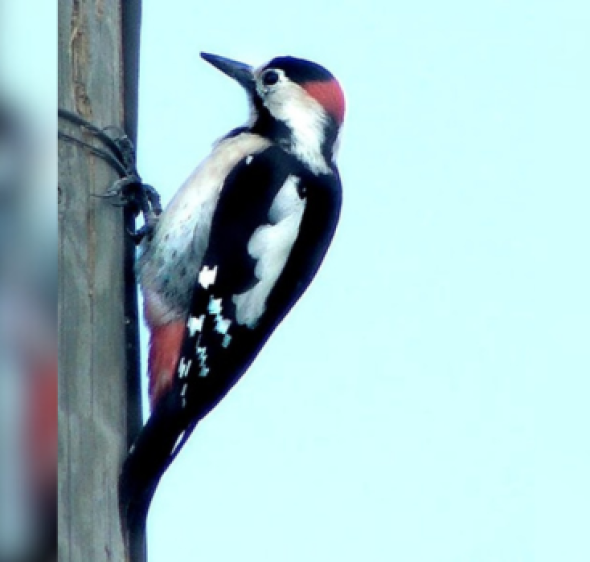 מי מצפצף בחצר? הציבור מוזמן לספירת הציפורים הגדולה 2026