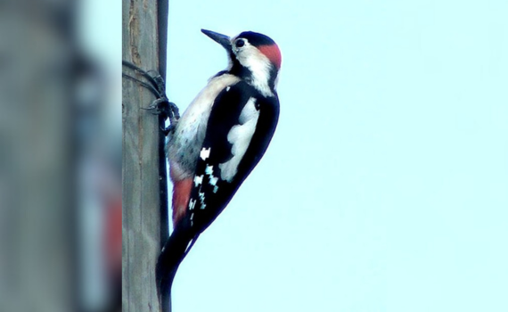 מי מצפצף בחצר? הציבור מוזמן לספירת הציפורים הגדולה 2026
