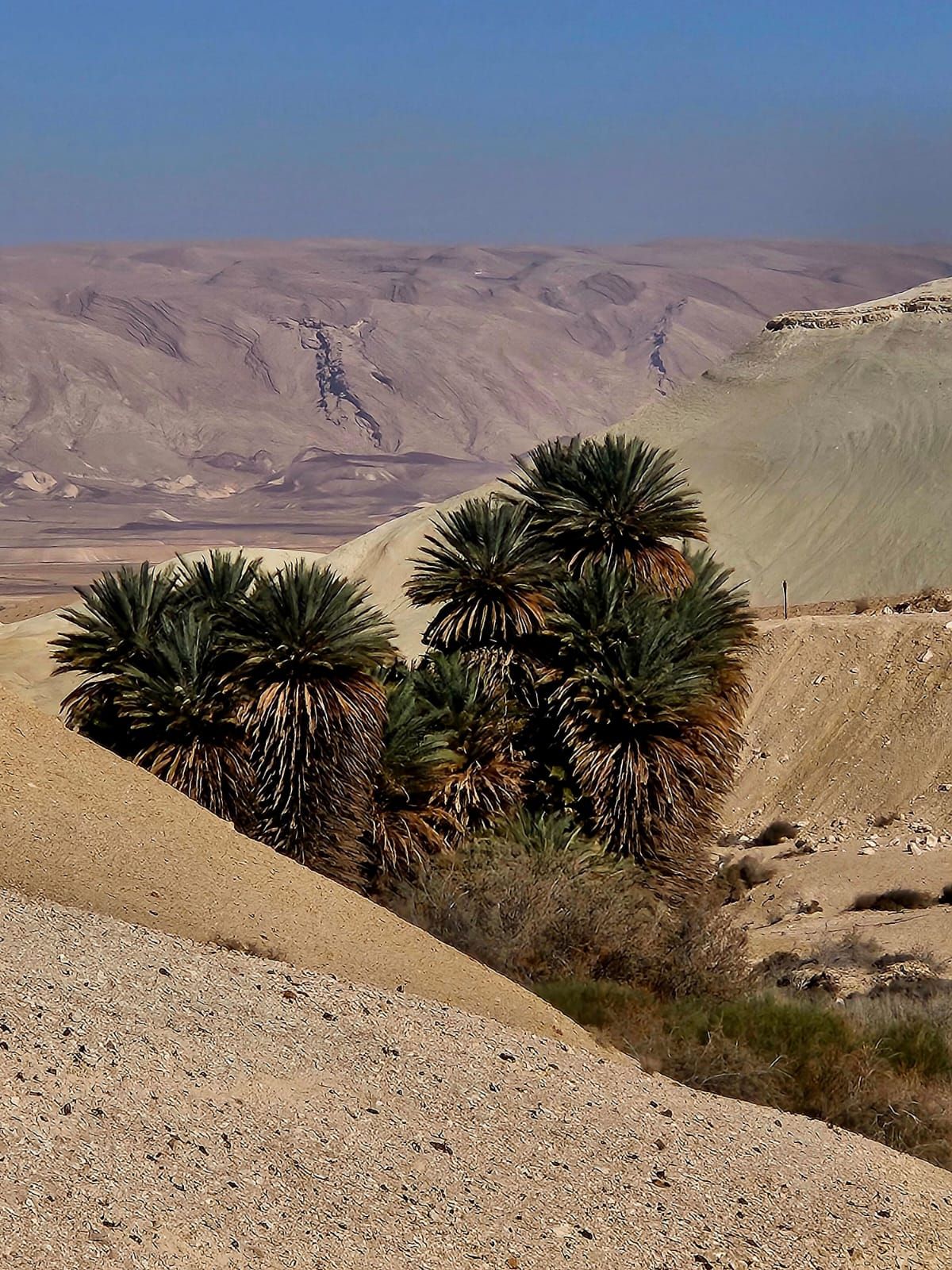 גילוי מרעיש: מין נדיר של תמרי פרא זוהה לראשונה בישראל