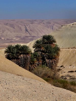 גילוי מרעיש: מין נדיר של תמרי פרא זוהה לראשונה בישראל