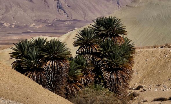 גילוי מרעיש: מין נדיר של תמרי פרא זוהה לראשונה בישראל