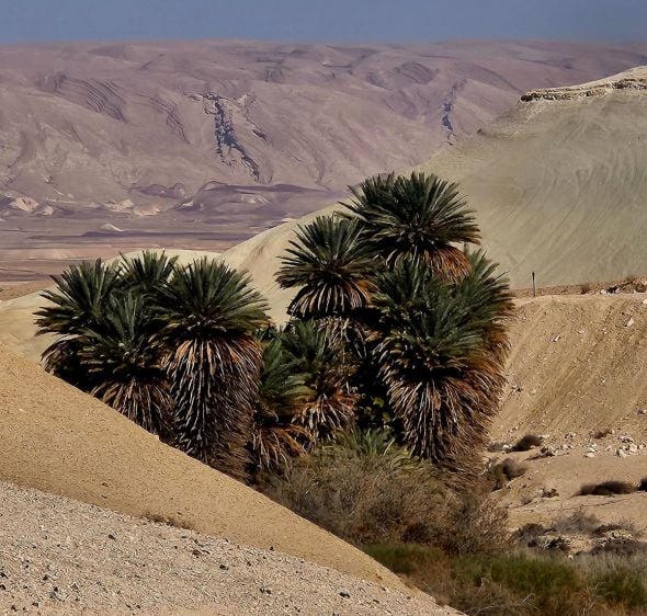 גילוי מרעיש: מין נדיר של תמרי פרא זוהה לראשונה בישראל