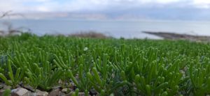 אהל מצוי וירוק בים המלח