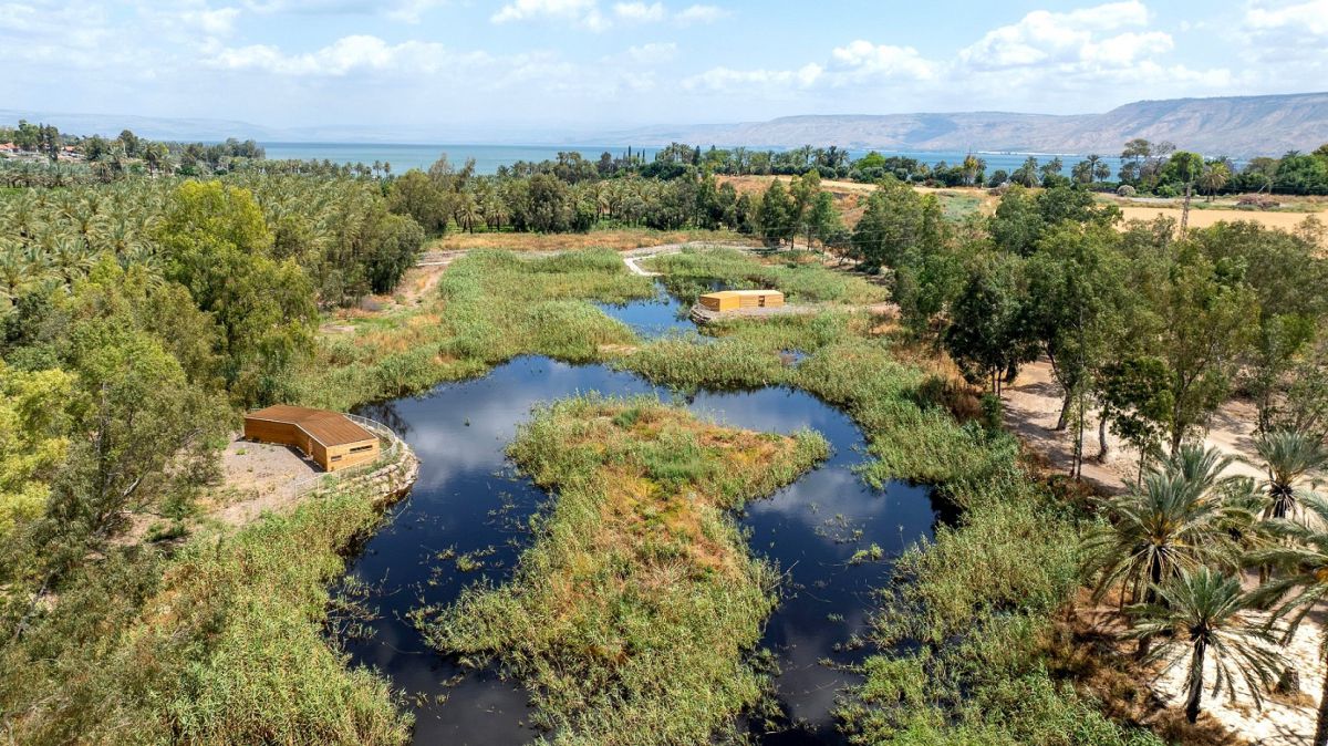 "פעם היו כאן ביצות": חורשת האקליפטוס של נעמי שמר קמה לתחייה