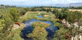 "פעם היו כאן ביצות": חורשת האקליפטוס של נעמי שמר קמה לתחייה