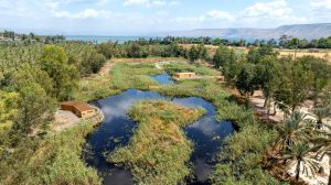 "פעם היו כאן ביצות": חורשת האקליפטוס של נעמי שמר קמה לתחייה
