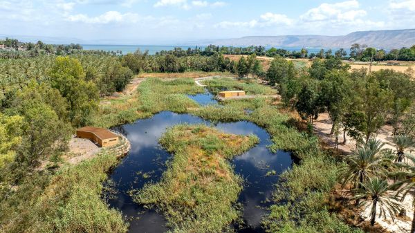 "פעם היו כאן ביצות": חורשת האקליפטוס של נעמי שמר קמה לתחייה