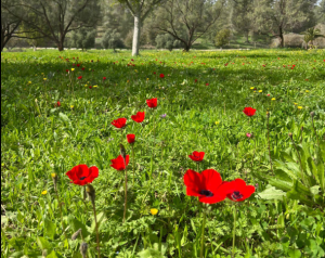 השירות המטאורולוגי בעדכון מדאיג: "לראשונה מזה 40 שנה"