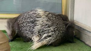 מראה חריג בכנסת: דורבנים הודיים תועדו במשכן