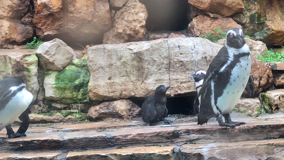 בשורה משמחת: פינגווין חדש נולד בגן החיות התנ"כי בירושלים