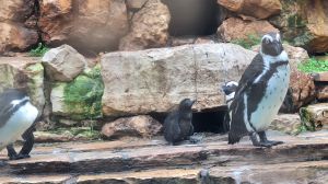 בשורה משמחת: פינגווין חדש נולד בגן החיות התנ"כי בירושלים