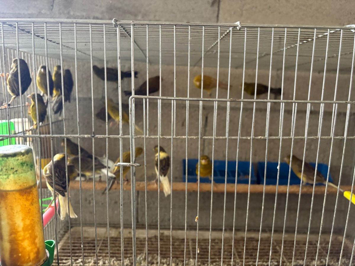 כ-100 ציפורים מוגנות בפשיטה על מתחם מגורים במזרח ירושלים