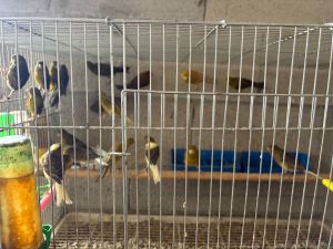 כ-100 ציפורים מוגנות נתפסו בפשיטה על מתחם מגורים בירושלים