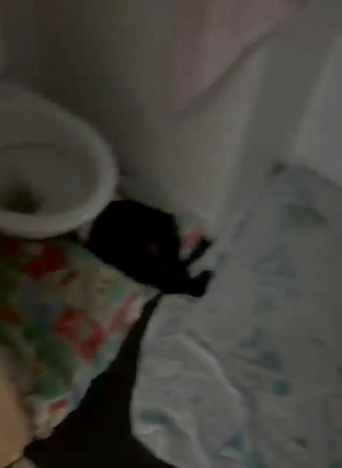 תיעוד מחריד: תינוק ישן מתחת לאסלה בפעוטון ברוממה