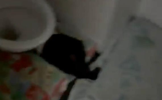 תיעוד מחריד: תינוק ישן מתחת לאסלה בפעוטון ברוממה