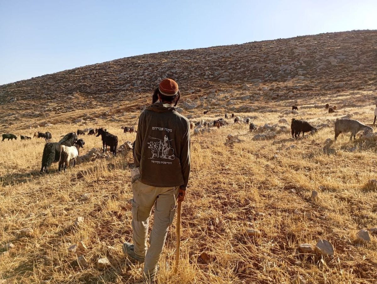 חריג: המנהל האזרחי החרים עדר צאן בגוש עציון