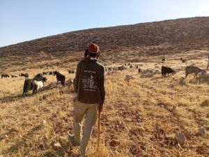 חריג: המנהל האזרחי החרים עדר צאן בגוש עציון