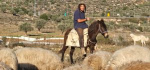 תקיפה קשה בכפר טרפון: רועה צאן נפצע בראשו ופונה לבית החולים