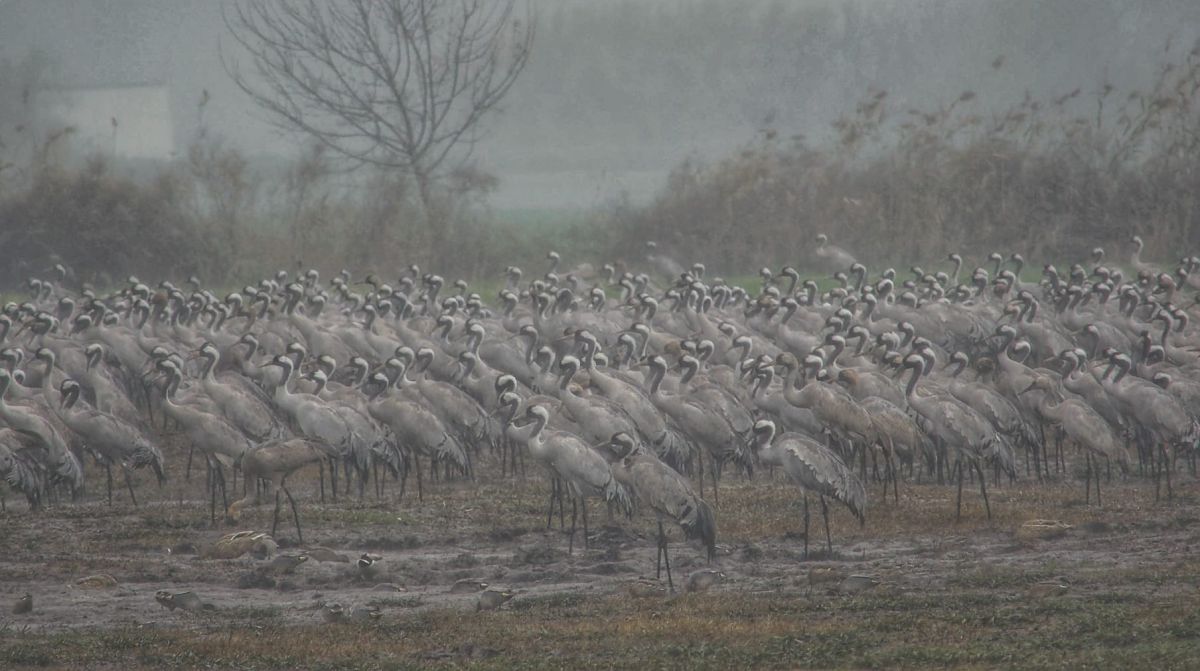 "שמיכת פוך" טבעית: כך שורדים העגורים את החורף באגמון