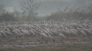 "שמיכת פוך" טבעית: כך שורדים העגורים את החורף באגמון