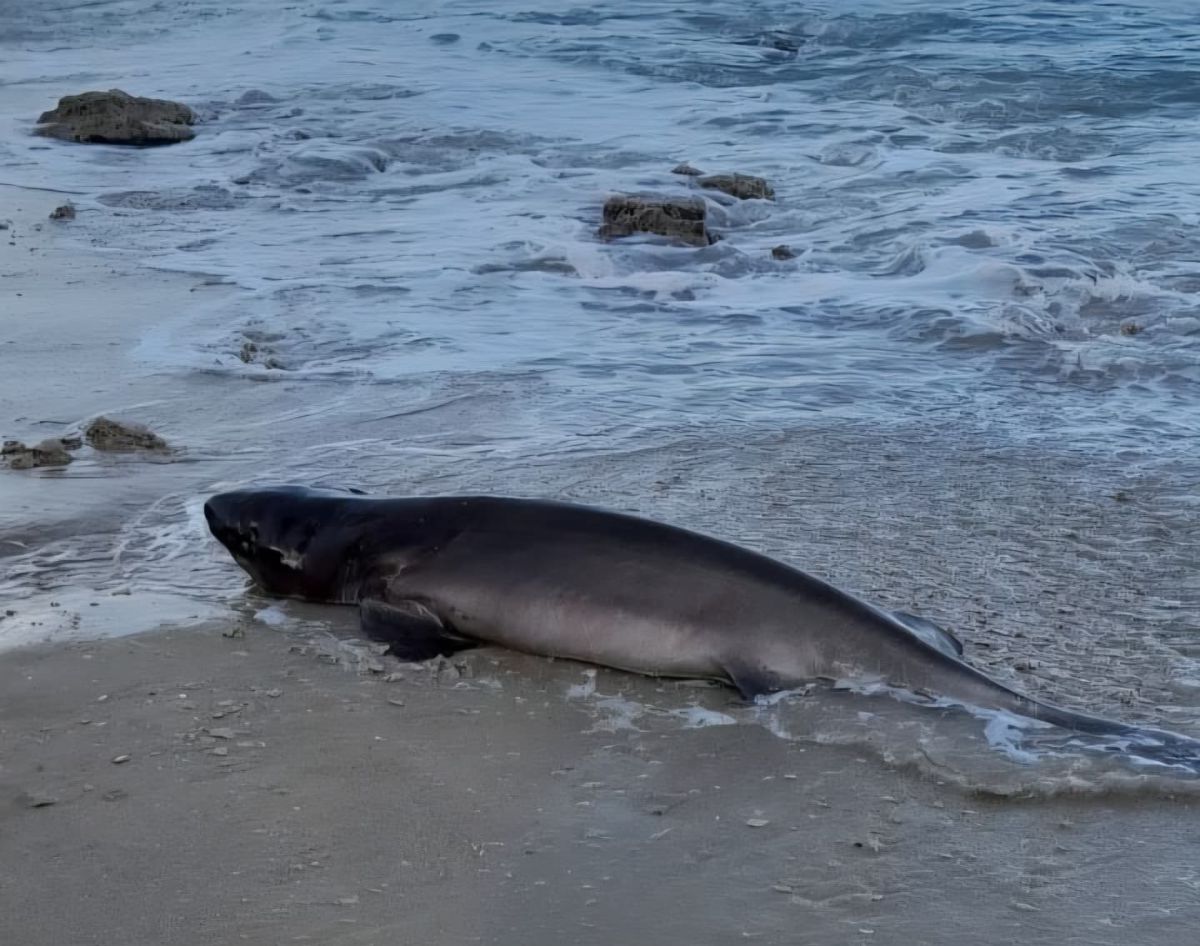 אירוע חריג בנתניה: כריש ממין נדיר הופיע על קו החוף
