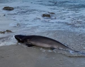 אירוע חריג בנתניה: כריש ממין נדיר הופיע על קו החוף