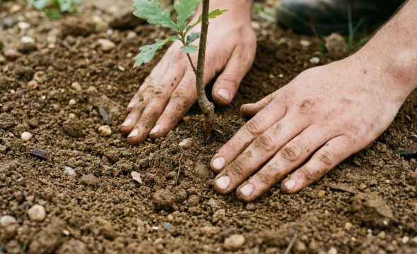 ט"ו בשבט הגיע: כך תישמרו מפני סכנה בנטיעות