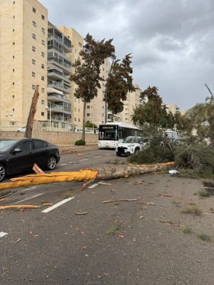 "נגמר בנס": עץ קרס על רכב בבני ברק - הנוסעים לא נפצעו
