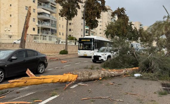 "נגמר בנס": עץ קרס על רכב בבני ברק – הנוסעים לא נפצעו
