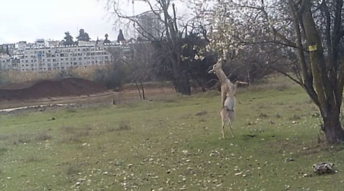 תיעוד נדיר: הצבי שעמד על שתיים כדי לאכול פרחי שקד