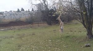 תיעוד נדיר: הצבי שעמד על שתיים כדי לאכול פרחי שקד