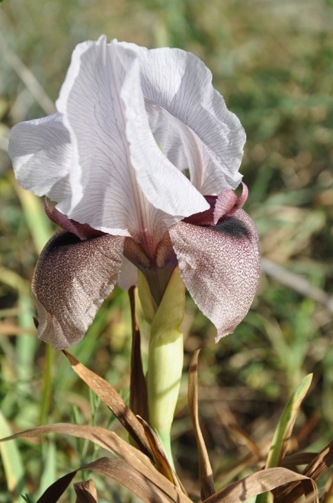 אירוס השומרון 4