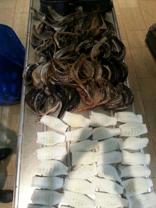 תפיסת שופרות ואתרוגים 2