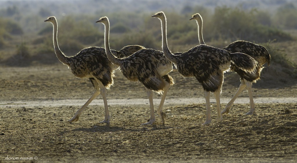 חי בר יטבתה - דורון ניסים (4)
