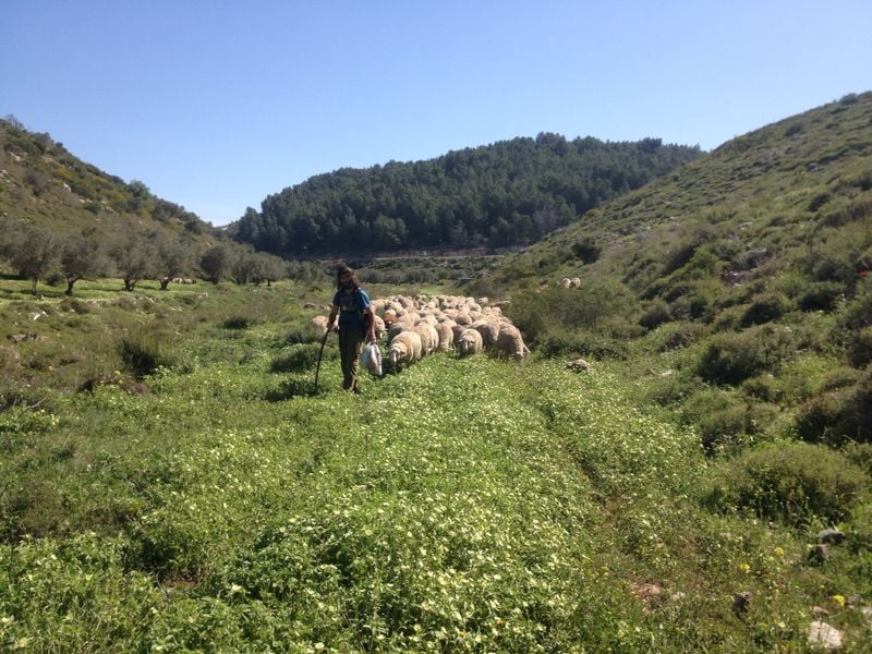 רועה יהודי בעמק דותן 2 קרדיט יאיר אלמקייס