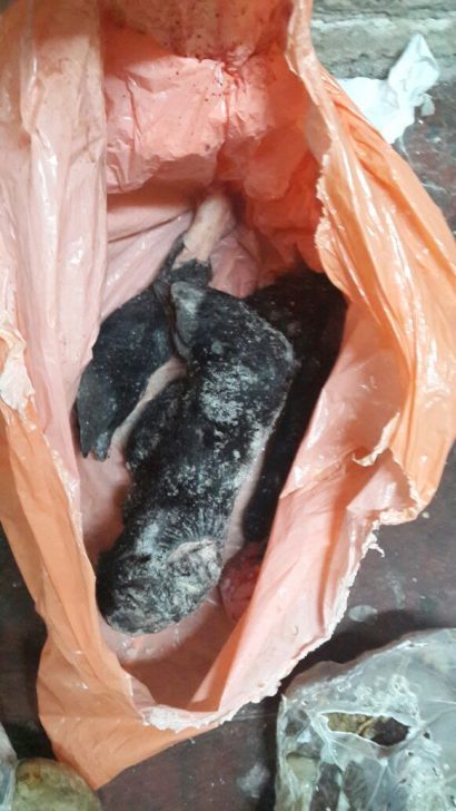 זיוף כשרות (1)