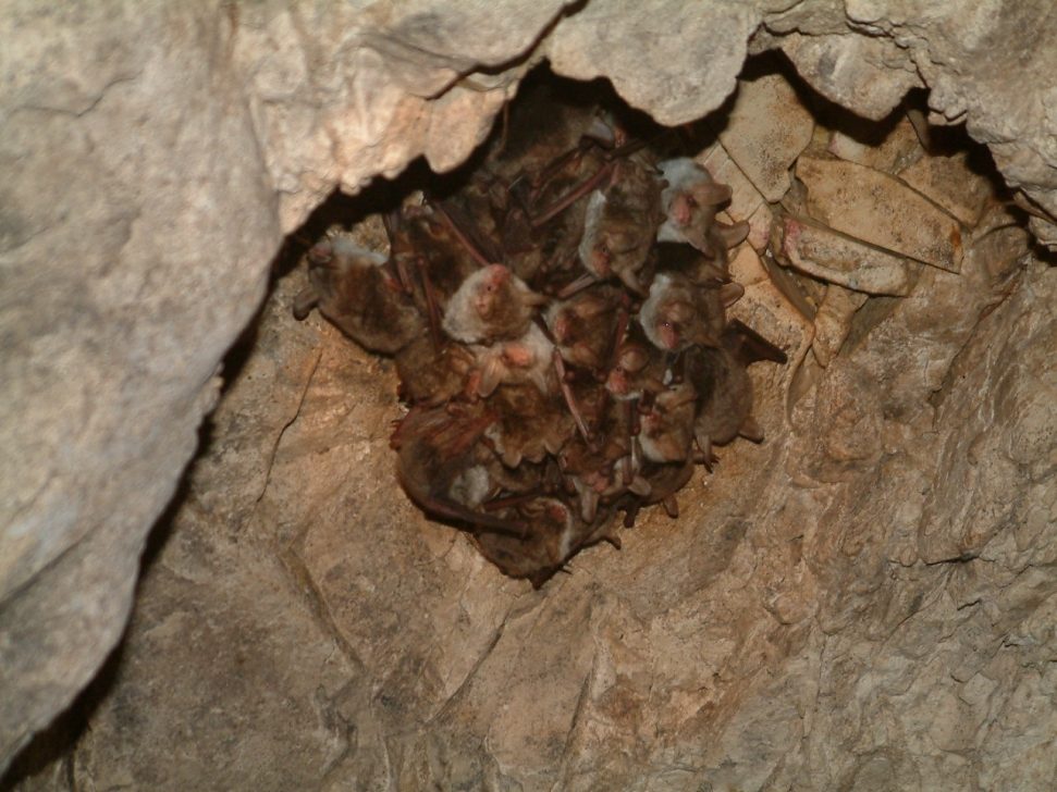 דבוקת נשפון דק אוזן (צילום: דר בני שלמון)