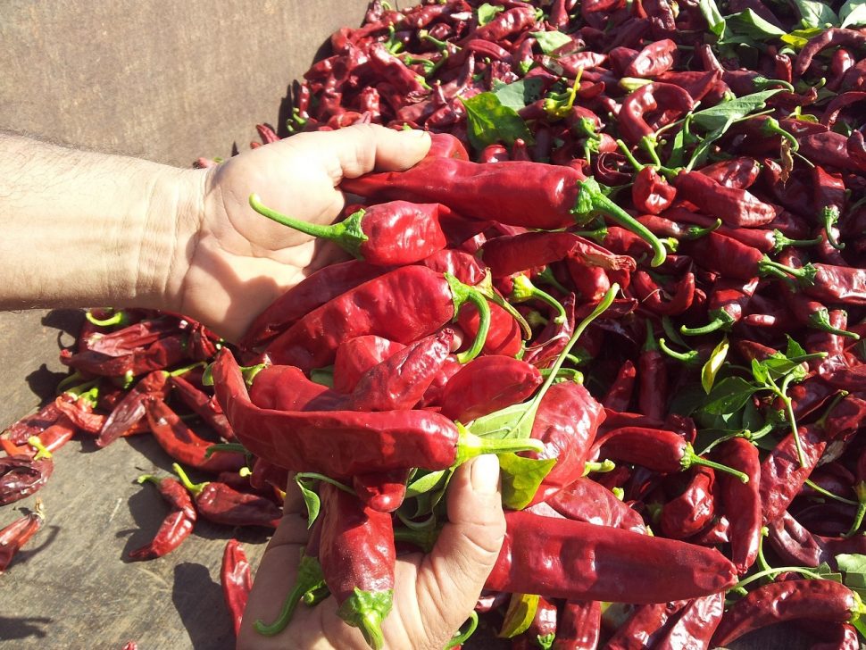 פסטיבל הפפריקה חוות דרך התבלינים. צילום ענת לוי (7)