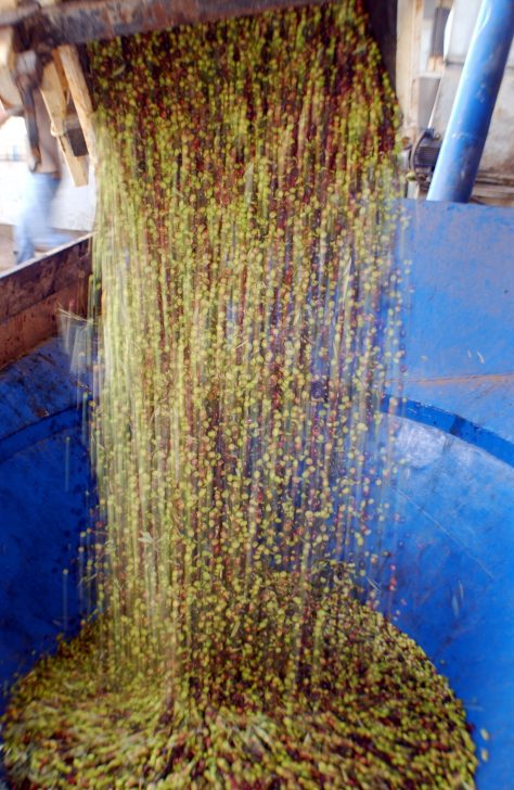 מסיק זיתים יד מרדכי (צילום: יחצ)