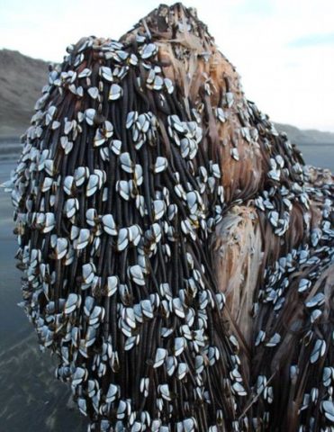 המראה מטעה (צילום מתוך פייסבוק )