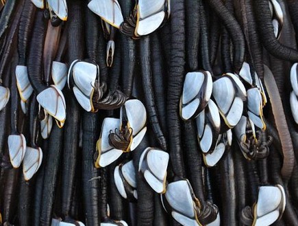 מבט מקרוב (צילום מתוך פייסבוק )