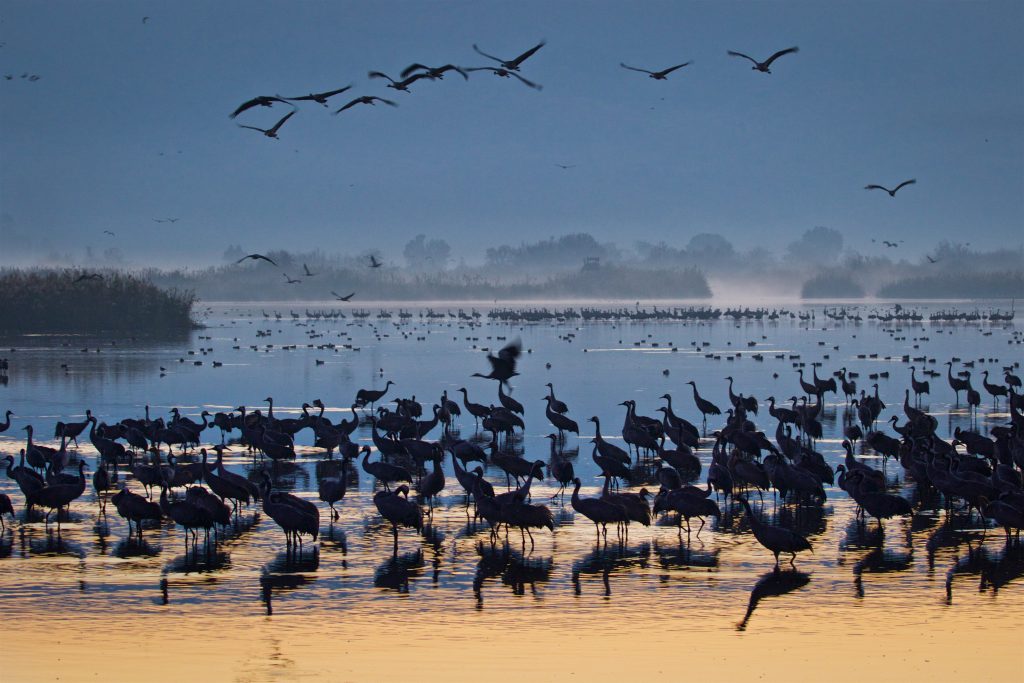 Thousands of cranes seen in the Hula Valley, northern Israel. Tens of thousands of cranes stay in the reserve each year on their way from Europe to Africa, early on December 9, 2016. Photo by Doron Horowitz/Flash90 *** Local Caption *** אגמון חולה עגורים נדידה
