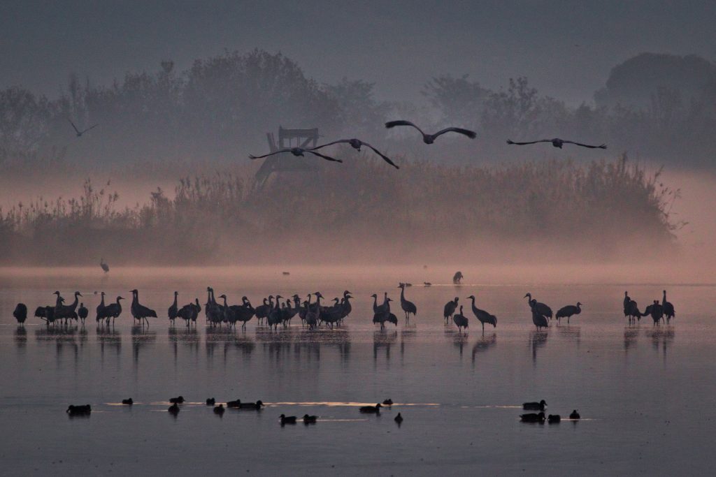 Thousands of cranes seen in the Hula Valley, northern Israel. Tens of thousands of cranes stay in the reserve each year on their way from Europe to Africa, early on December 9, 2016. Photo by Doron Horowitz/Flash90 *** Local Caption *** אגמון חולה עגורים נדידה