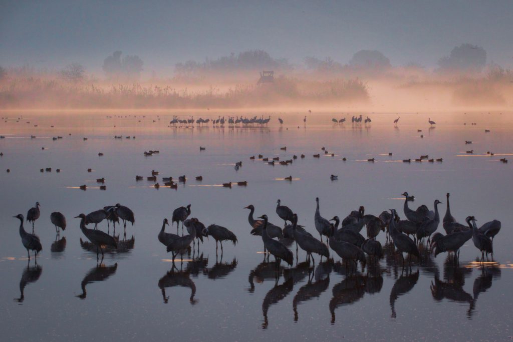 Thousands of cranes seen in the Hula Valley, northern Israel. Tens of thousands of cranes stay in the reserve each year on their way from Europe to Africa, early on December 9, 2016. Photo by Doron Horowitz/Flash90 *** Local Caption *** אגמון חולה עגורים נדידה