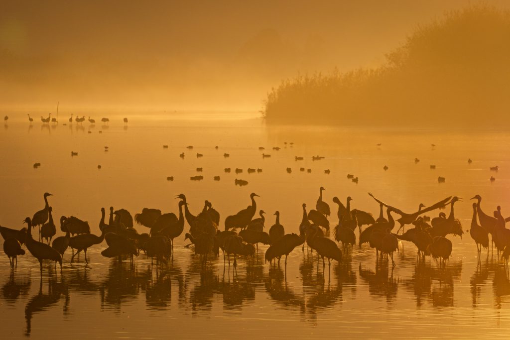 Thousands of cranes seen in the Hula Valley, northern Israel. Tens of thousands of cranes stay in the reserve each year on their way from Europe to Africa, early on December 9, 2016. Photo by Doron Horowitz/Flash90 *** Local Caption *** אגמון חולה עגורים נדידה
