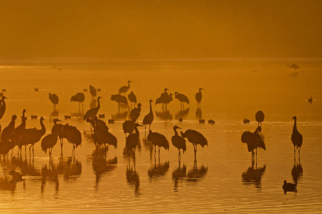 Thousands of cranes seen in the Hula Valley, northern Israel. Tens of thousands of cranes stay in the reserve each year on their way from Europe to Africa, early on December 9, 2016. Photo by Doron Horowitz/Flash90 *** Local Caption *** אגמון חולה עגורים נדידה