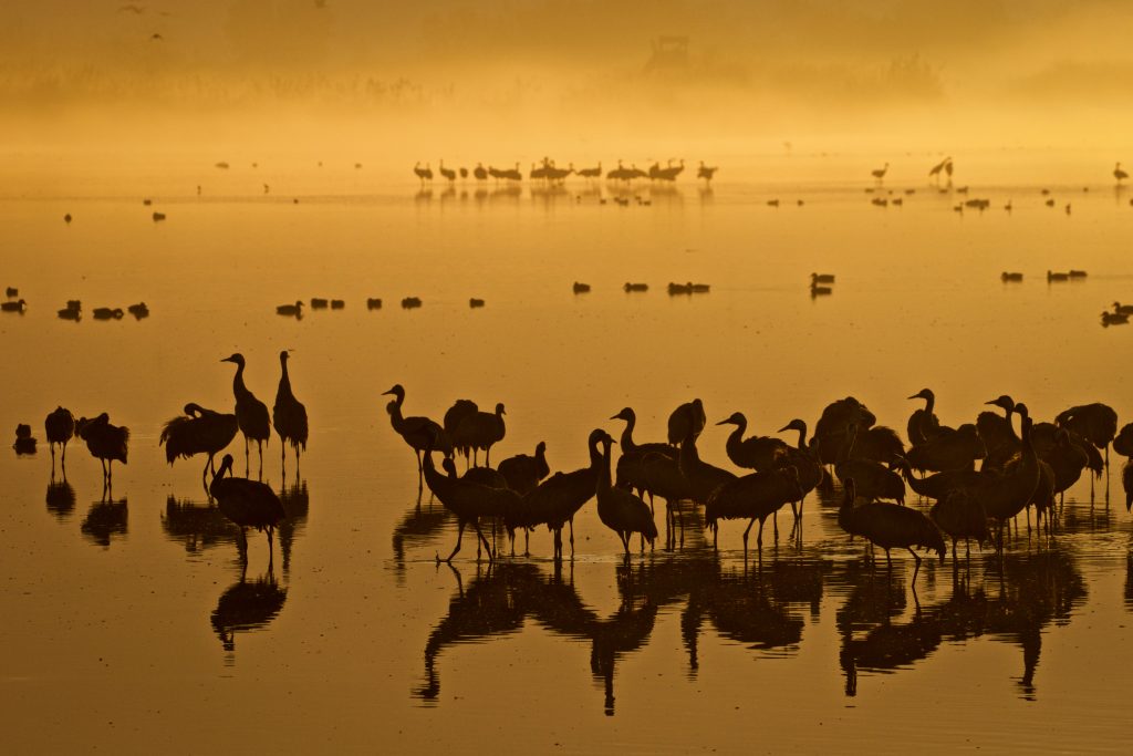 Thousands of cranes seen in the Hula Valley, northern Israel. Tens of thousands of cranes stay in the reserve each year on their way from Europe to Africa, early on December 9, 2016. Photo by Doron Horowitz/Flash90 *** Local Caption *** אגמון חולה עגורים נדידה