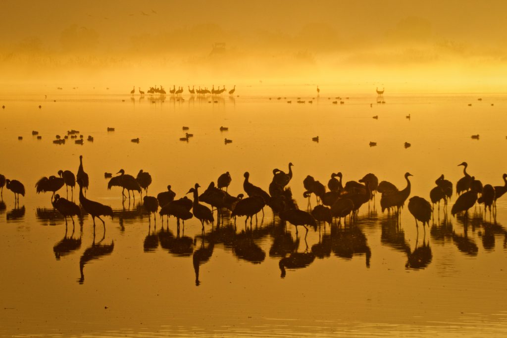 Thousands of cranes seen in the Hula Valley, northern Israel. Tens of thousands of cranes stay in the reserve each year on their way from Europe to Africa, early on December 9, 2016. Photo by Doron Horowitz/Flash90 *** Local Caption *** אגמון חולה עגורים נדידה